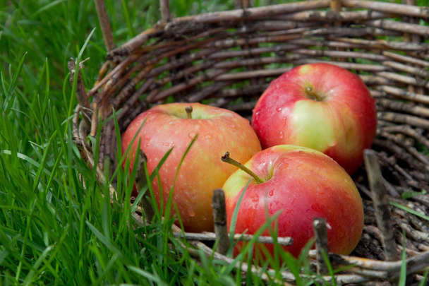 Three wet apples in an old basket. Green grass around.  - Fotó, kép
