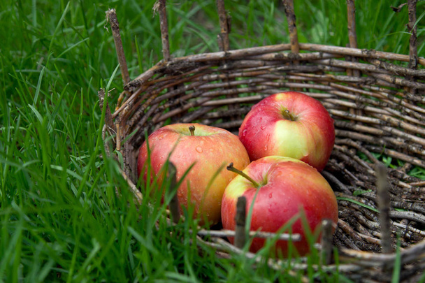Three wet apples in an old basket. Green grass around.  - Zdjęcie, obraz