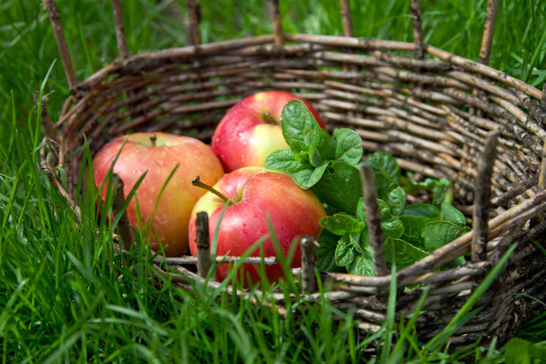 Three wet apples and twigs of lemon balm in an old basket. Green - Φωτογραφία, εικόνα
