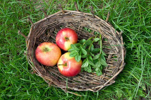Three wet apples and twigs of lemon balm in an old basket. Green - Foto, afbeelding