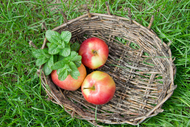 Three wet apples and twigs of lemon balm in an old basket. Green - Foto, Imagem