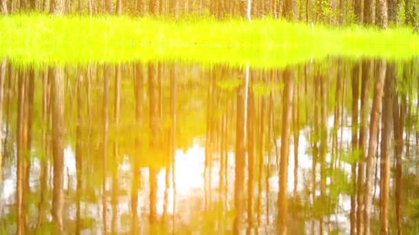 Panorama del campo del pantano en Viru Raba en Lahemaa, Estonia
. - Metraje, vídeo