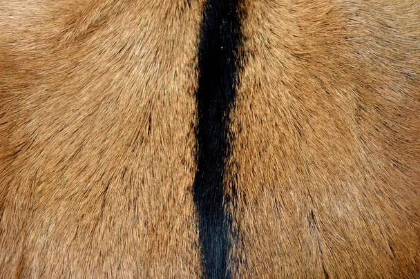 fekete-barna kecske bőr textúra - Fotó, kép
