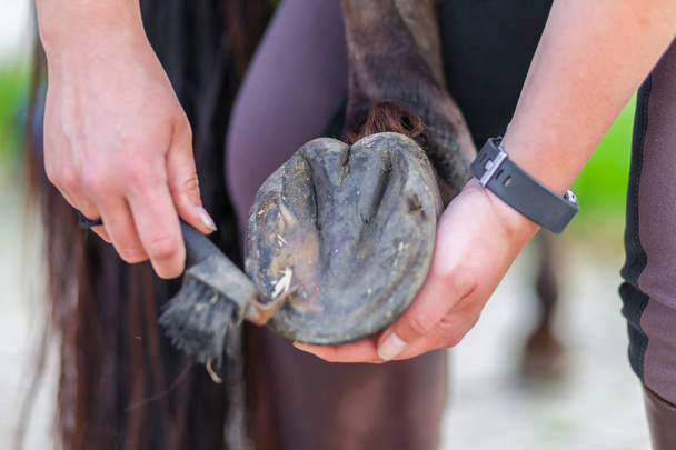 hoef verzorging op het been van een bruin paard - Foto, afbeelding