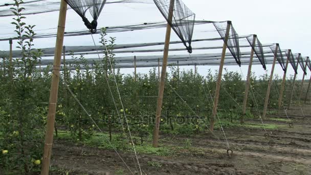 karışımı 2 çekim, elma bahçesi dolu ağlar, elma ve elma kasalarda toplama/EC - Video, Çekim