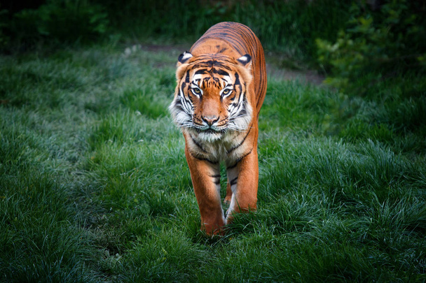 Тигр с опасным видом гуляет по траве
 - Фото, изображение