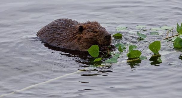 Beau fond avec un castor mangeant des feuilles dans le lac
 - Photo, image