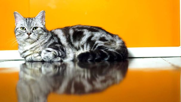 GIANT on amerikkalainen lyhyet hiukset kissa
 - Valokuva, kuva