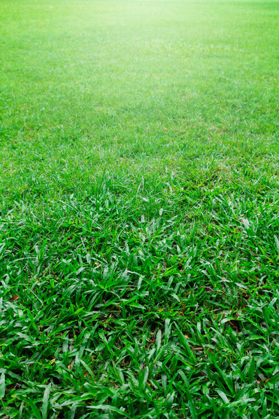 Campo di erba verde - Foto, immagini