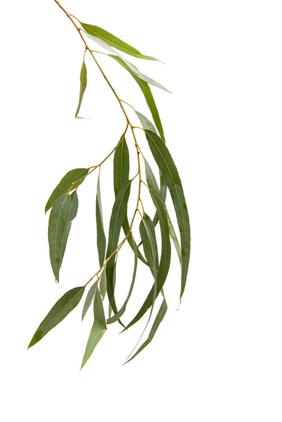 Eukaliptusz virágzás elszigetelt  - Fotó, kép