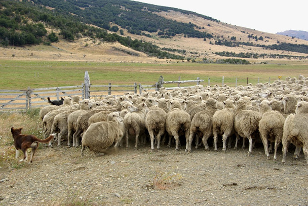 Rebaño de ovejas, Chile
 - Foto, imagen