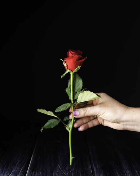 Λίγο κόκκινο τριαντάφυλλο στο γυναικείο χέρι σε ένα μαύρο φόντο, επιλεκτική εστίαση, έννοια - Φωτογραφία, εικόνα