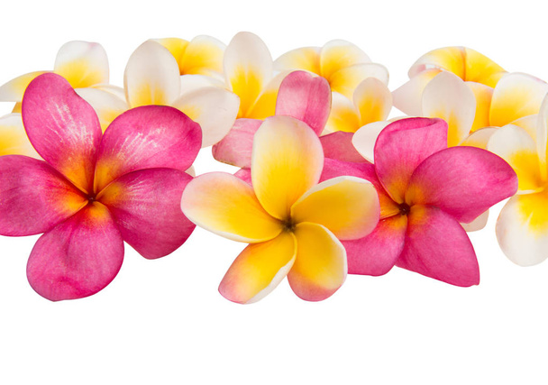 Квітка frangipani, ізольовані
  - Фото, зображення