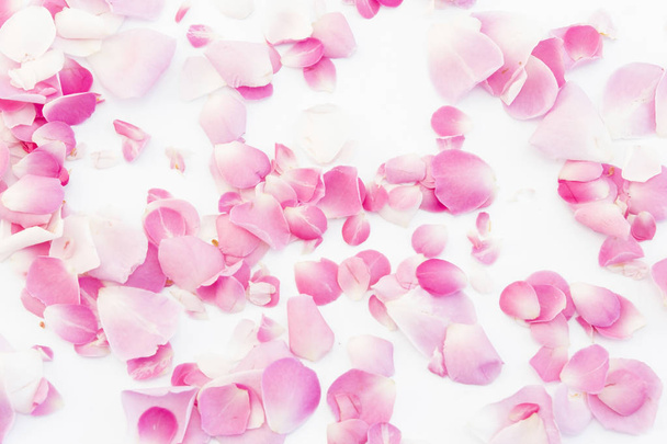 Pink Rose Petals - Foto, Imagem