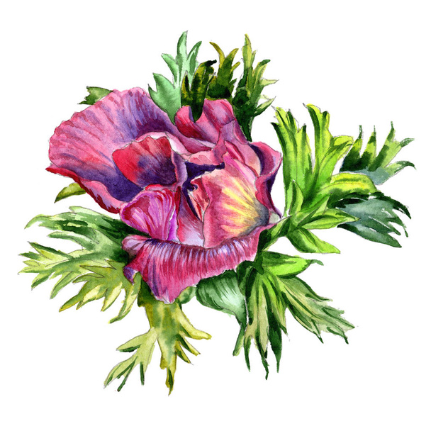 Flor de flor silvestre em um estilo aquarela isolado
. - Foto, Imagem