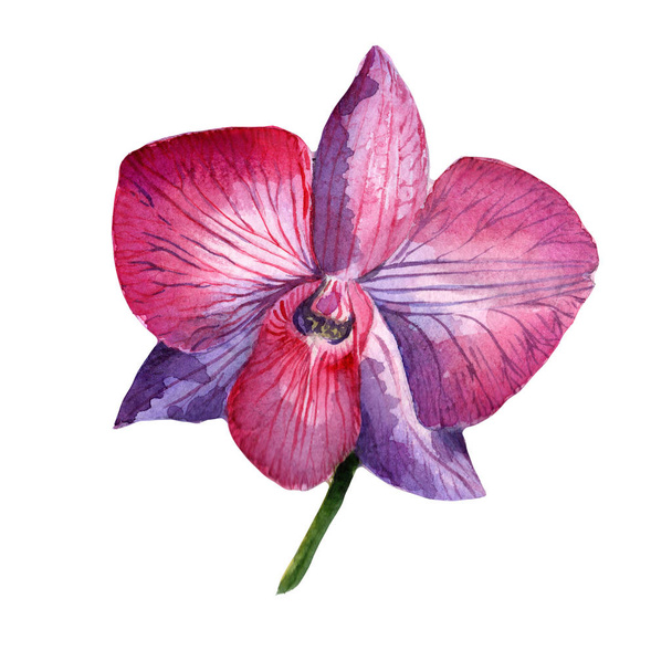 Wildflower flower in a watercolor style isolated. - Foto, imagen