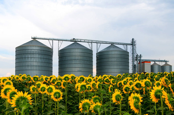 Silos in a sunflower field - Photo, Image