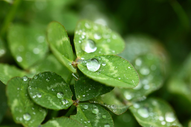 A macro shot of beautiful clover on green background - Фото, зображення
