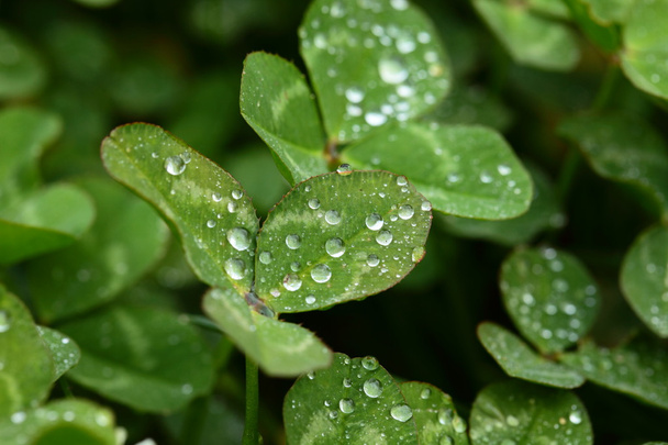 A macro shot of beautiful clover on green background - Фото, изображение