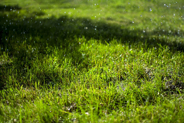 Porannej rosy krople na zielonej trawie z płytkiej głębi ostrości, kropelki wody na trawie, Zielona trawa z światła bokeh z deszczu krople, podłoże naturalne tekstury - Zdjęcie, obraz