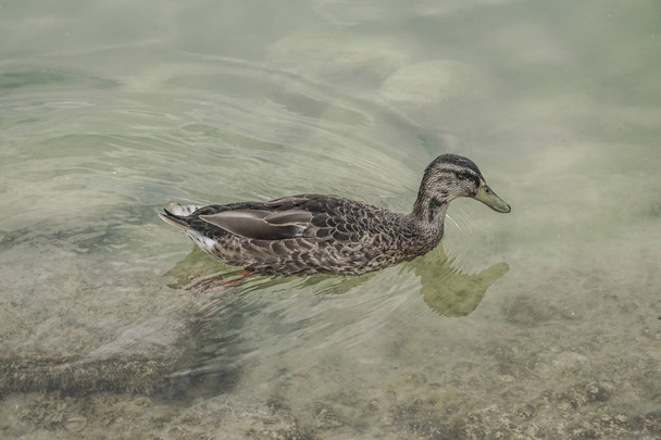 単一の赤ちゃんアヒルの湖で水泳 - 写真・画像