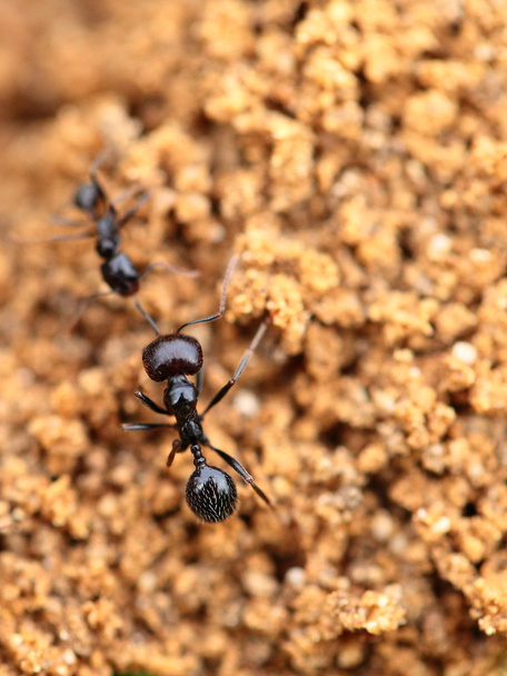 Soldado hormiga formica en macro
 - Foto, imagen