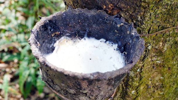 Raw latex rubber in the rubber trees garden - Photo, Image