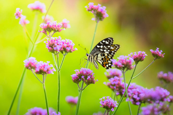 Beau papillon sur fleur colorée
 - Photo, image