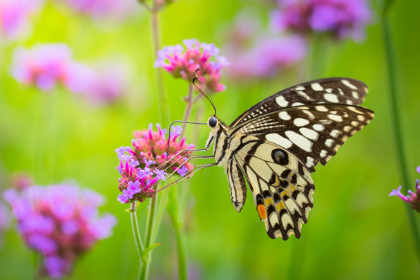 Krásný motýl na barevný květ - Fotografie, Obrázek