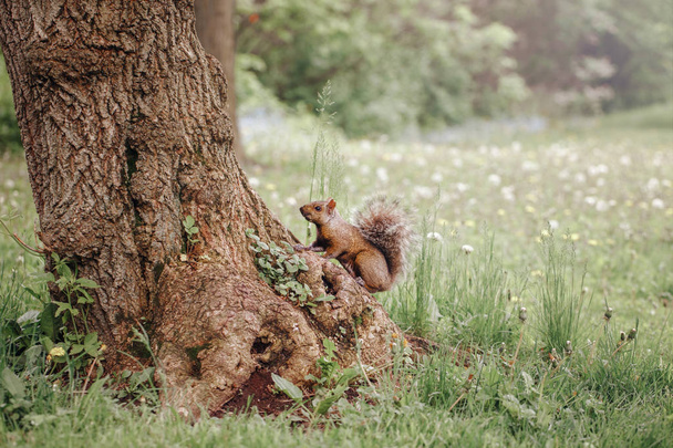 Κόκκινο σκίουρο κάθεται στο μεγάλο δέντρο - Φωτογραφία, εικόνα