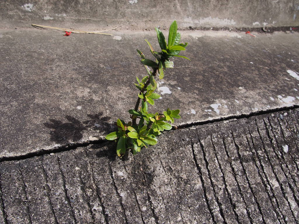 einzelne Pflanze auf Efeu-Basis, die aus städtischem Beton wächst - Foto, Bild