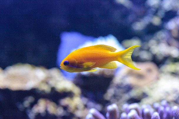 Yellow Lyretail Anthias fish known as Pseudanthias squamipinnis - Photo, Image
