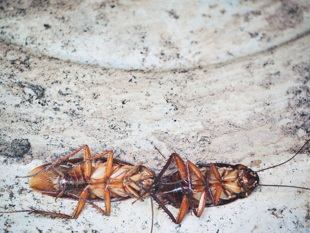 Primer plano de cucaracha marrón
 - Foto, imagen