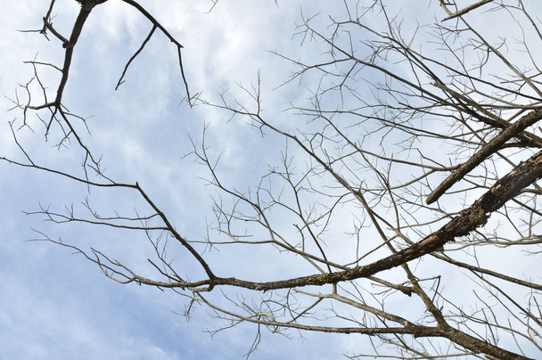 mavi gökyüzü arka plan ile büyük bir ağaç dallarında kurutulmuş - Fotoğraf, Görsel