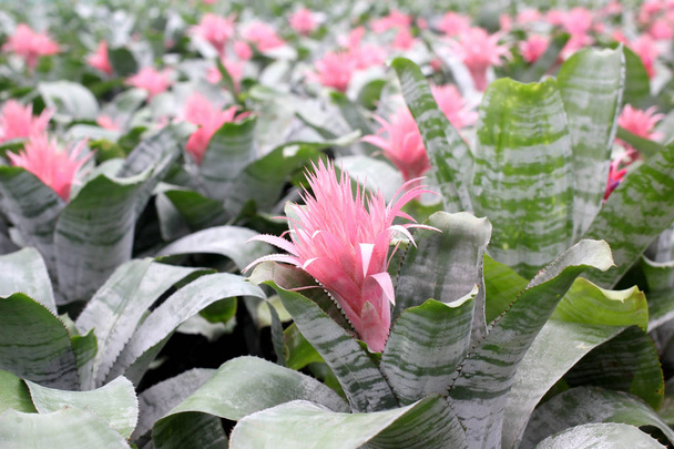 růžový botanický guzmania magnifica květ - Fotografie, Obrázek