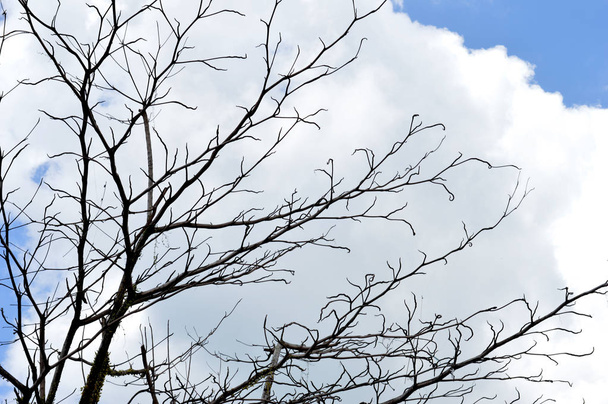 dried branches on a big tree with blue sky background - Photo, Image