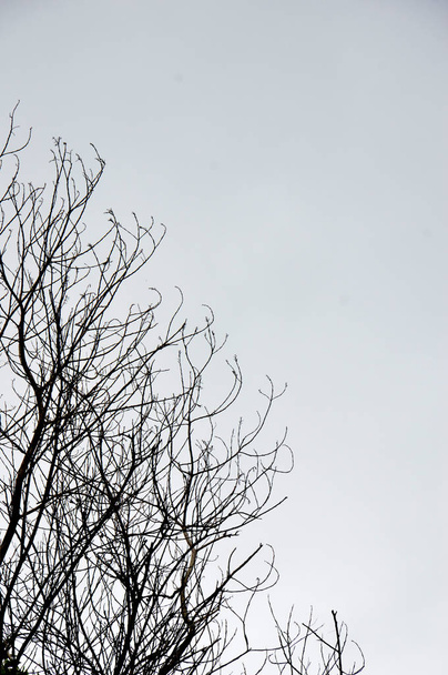 ramos secos em uma grande árvore com fundo azul céu
 - Foto, Imagem