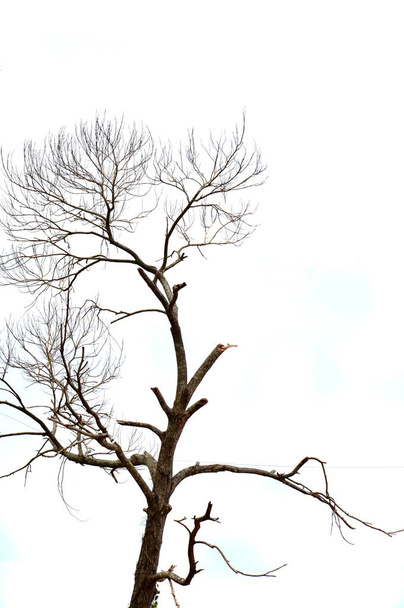 gedroogde takken van een grote boom met blauwe hemelachtergrond - Foto, afbeelding