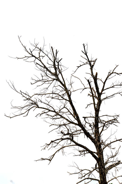 сушеные ветви на большом дереве с голубым небом
 - Фото, изображение