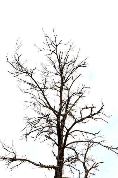 αποξηραμένα κλαδιά σε ένα μεγάλο δέντρο με φόντο μπλε του ουρανού - Φωτογραφία, εικόνα