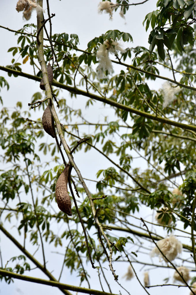 Baumwollbaum mit reifen Früchten - Foto, Bild