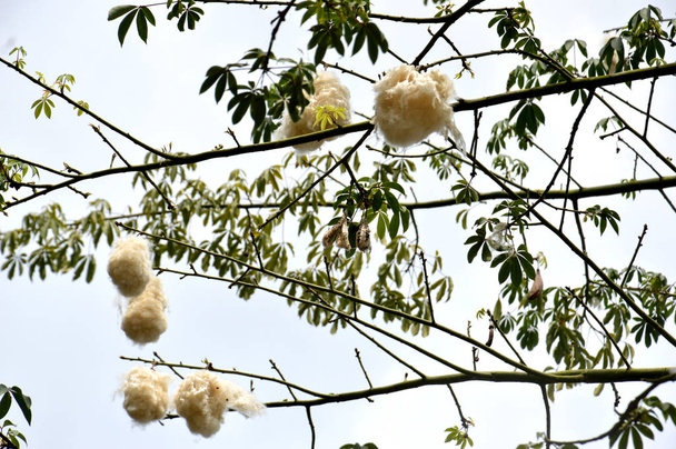 βαμβακόδεντρο με ώριμα φρούτα - Φωτογραφία, εικόνα