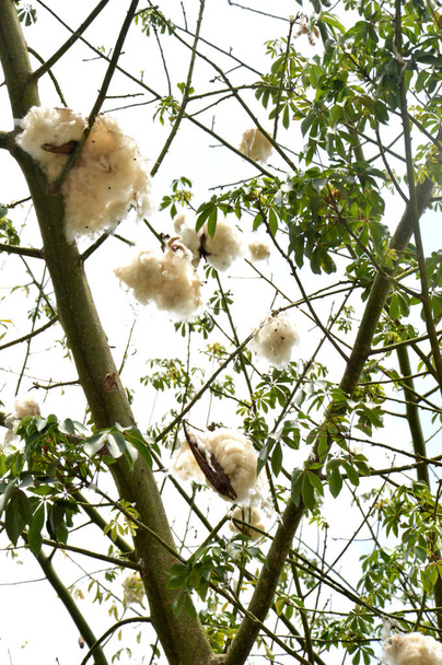 cottonwood strom se zralým ovocem - Fotografie, Obrázek