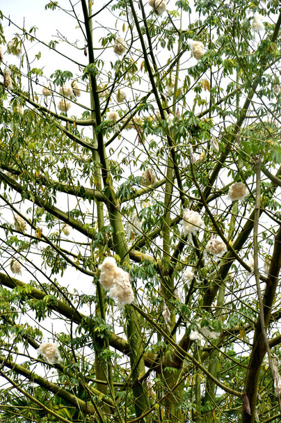 Olgun meyveli pamuk ağacı - Fotoğraf, Görsel