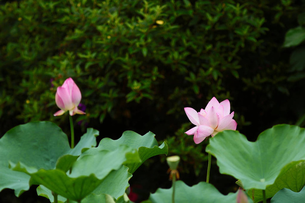 el Loto rosa y la hoja verde de cerca
 - Foto, imagen