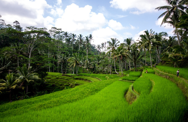 Rice paddies - Photo, Image