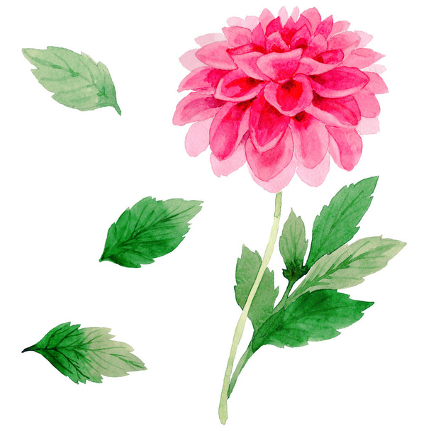 Wildflower dahlia flower in a watercolor style isolated. - Foto, Imagem