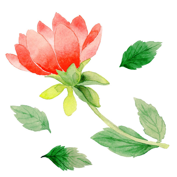 Wildflower dahlia bloem in een aquarel stijl geïsoleerd. - Foto, afbeelding