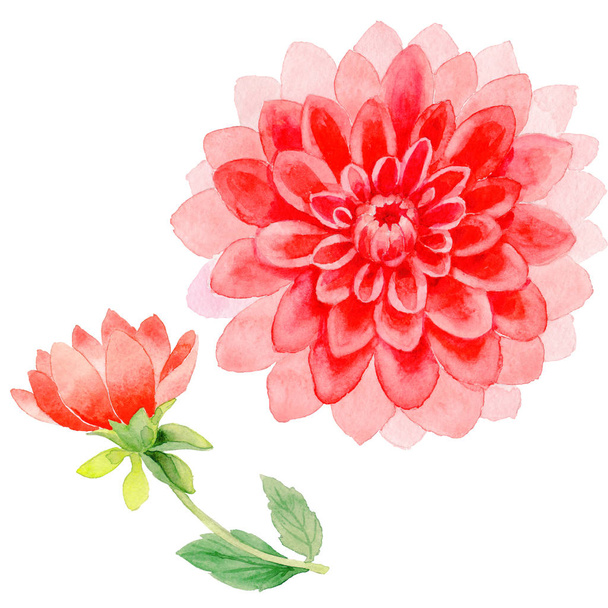 Wildblume Dahlie Blume in einem Aquarell-Stil isoliert. - Foto, Bild