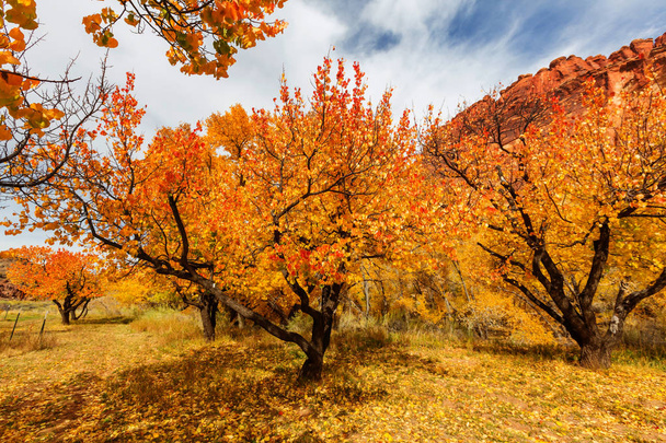 Herbstszene in Gelbtönen - Foto, Bild